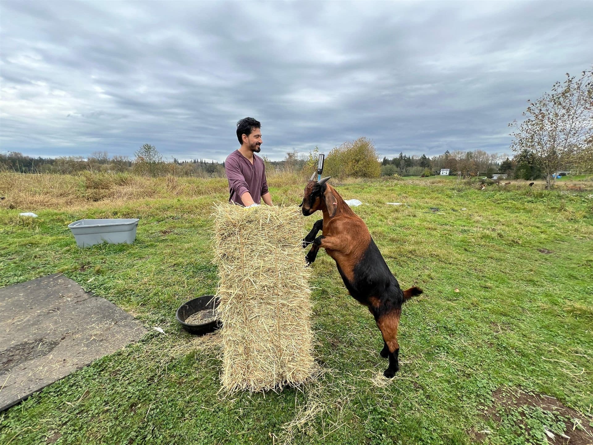 Usama breaking open a hay bale while a goat stands up against it, eager to be first