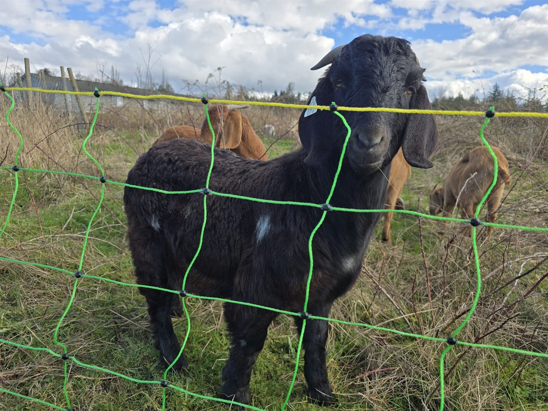 A black goat at the pasture fence, curious and unafraid