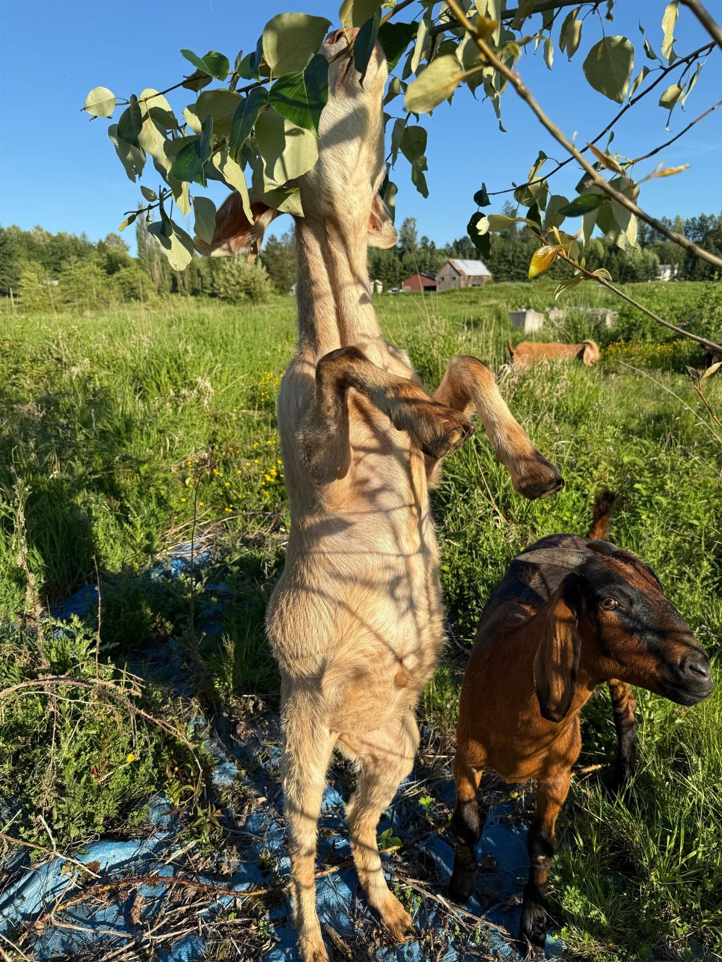 A goat standing on its hind legs to browse leaves from a young tree, honest and unstyled