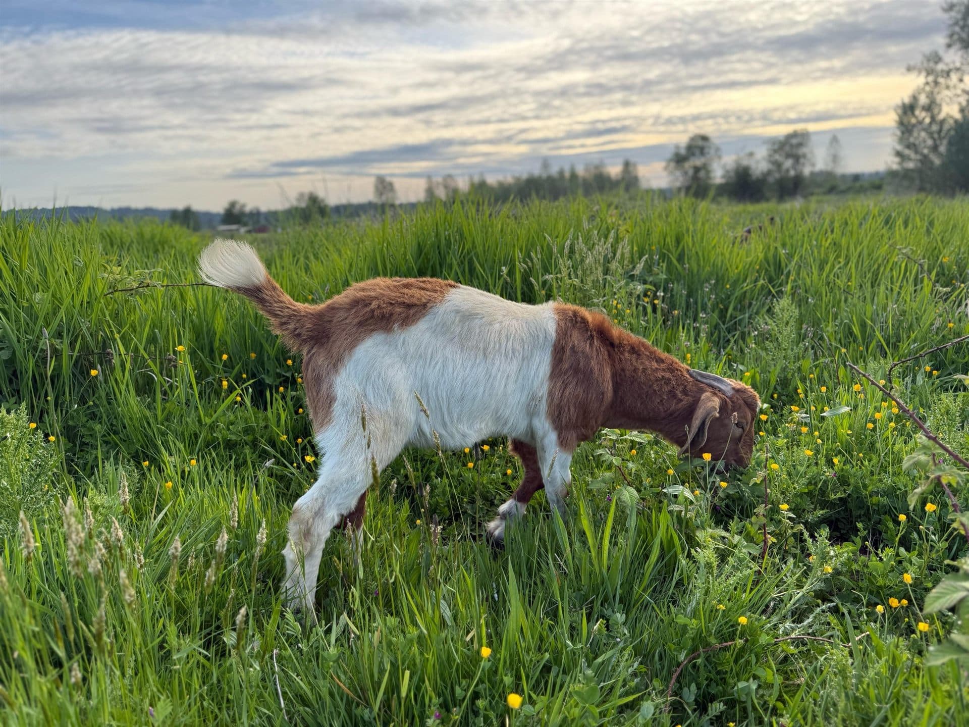 A Boer goat grazing through buttercups in tall pasture grass at dusk