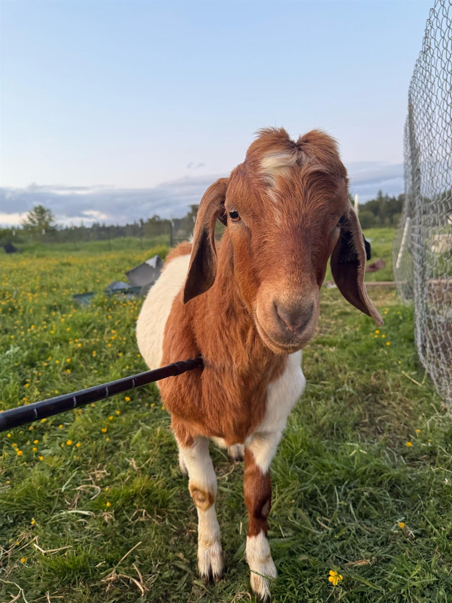 One of our Boer goats on open Snohomish pasture at golden hour, looking into the camera
